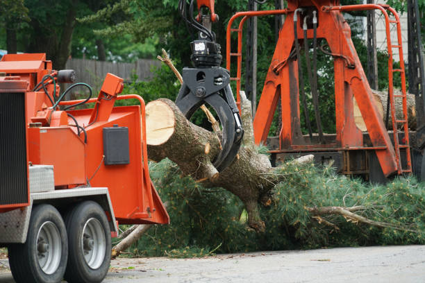 Best Tree Clearing Services  in St Joseph, MN